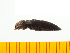  ( - Aful2)  @12 [ ] Copyright (2013) Unspecified Specimen depository of the Graduate School of Natural Sciences, Nagoya City University