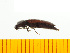  ( - Aaina2)  @12 [ ] Copyright (2013) Unspecified Specimen depository of the Graduate School of Natural Sciences, Nagoya City University