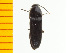  ( - Atam2)  @13 [ ] Copyright (2013) Unspecified Specimen depository of the Graduate School of Natural Sciences, Nagoya City University