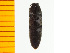  ( - Aten2)  @12 [ ] Copyright (2013) Unspecified Specimen depository of the Graduate School of Natural Sciences, Nagoya City University