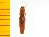  ( - Hpalp1)  @13 [ ] Copyright (2013) Unspecified Specimen depository of the Graduate School of Natural Sciences, Nagoya City University