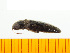  ( - Mkoi4)  @12 [ ] Copyright (2013) Unspecified Specimen depository of the Graduate School of Natural Sciences, Nagoya City University