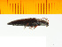  ( - Mjap2)  @12 [ ] Copyright (2013) Unspecified Specimen depository of the Graduate School of Natural Sciences, Nagoya City University
