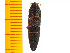  ( - Mjap2)  @12 [ ] Copyright (2013) Unspecified Specimen depository of the Graduate School of Natural Sciences, Nagoya City University