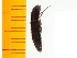  ( - Mann2)  @12 [ ] Copyright (2013) Unspecified Specimen depository of the Graduate School of Natural Sciences, Nagoya City University