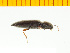  ( - Merye2)  @12 [ ] Copyright (2013) Unspecified Specimen depository of the Graduate School of Natural Sciences, Nagoya City University