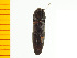  ( - Merye2)  @12 [ ] Copyright (2013) Unspecified Specimen depository of the Graduate School of Natural Sciences, Nagoya City University