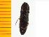  ( - Merye3)  @12 [ ] Copyright (2013) Unspecified Specimen depository of the Graduate School of Natural Sciences, Nagoya City University