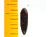  ( - Mamay1)  @12 [ ] Copyright (2013) Unspecified Specimen depository of the Graduate School of Natural Sciences, Nagoya City University