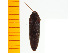  ( - Mamay1)  @12 [ ] Copyright (2013) Unspecified Specimen depository of the Graduate School of Natural Sciences, Nagoya City University