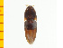  ( - Bura2)  @12 [ ] Copyright (2013) Unspecified Specimen depository of the Graduate School of Natural Sciences, Nagoya City University