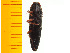  ( - Mjap3)  @12 [ ] Copyright (2013) Unspecified Specimen depository of the Graduate School of Natural Sciences, Nagoya City University