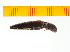  ( - Nsies2)  @12 [ ] Copyright (2013) Unspecified Specimen depository of the Graduate School of Natural Sciences, Nagoya City University