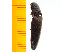  ( - Nsies2)  @12 [ ] Copyright (2013) Unspecified Specimen depository of the Graduate School of Natural Sciences, Nagoya City University