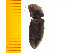  ( - Amik4)  @13 [ ] Copyright (2013) Unspecified Specimen depository of the Graduate School of Natural Sciences, Nagoya City University
