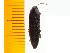  ( - Mann3)  @12 [ ] Copyright (2013) Unspecified Specimen depository of the Graduate School of Natural Sciences, Nagoya City University