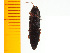  ( - Mann3)  @12 [ ] Copyright (2013) Unspecified Specimen depository of the Graduate School of Natural Sciences, Nagoya City University