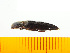  ( - Mkoi2)  @12 [ ] Copyright (2013) Unspecified Specimen depository of the Graduate School of Natural Sciences, Nagoya City University