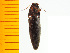  ( - Mkoi3)  @13 [ ] Copyright (2013) Unspecified Specimen depository of the Graduate School of Natural Sciences, Nagoya City University
