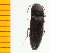  ( - Mnipo1)  @13 [ ] Copyright (2013) Unspecified Specimen depository of the Graduate School of Natural Sciences, Nagoya City University