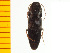  ( - Mnipo1)  @12 [ ] Copyright (2013) Unspecified Specimen depository of the Graduate School of Natural Sciences, Nagoya City University
