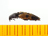  ( - Adai3)  @12 [ ] Copyright (2013) Unspecified Specimen depository of the Graduate School of Natural Sciences, Nagoya City University