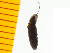  ( - Lapp3)  @13 [ ] Copyright (2013) Unspecified Specimen depository of the Graduate School of Natural Sciences, Nagoya City University