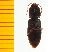  ( - Hbru13)  @12 [ ] Copyright (2013) Unspecified Specimen depository of the Graduate School of Natural Sciences, Nagoya City University