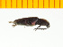  (Limonius ignicollis - Lign1)  @13 [ ] Copyright (2013) Unspecified Specimen depository of the Graduate School of Natural Sciences, Nagoya City University