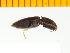  ( - Hkus2)  @12 [ ] Copyright (2013) Unspecified Specimen depository of the Graduate School of Natural Sciences, Nagoya City University