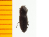  ( - Ppulp2)  @12 [ ] Copyright (2013) Unspecified Specimen depository of the Graduate School of Natural Sciences, Nagoya City University