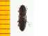  ( - Ppulp2)  @12 [ ] Copyright (2013) Unspecified Specimen depository of the Graduate School of Natural Sciences, Nagoya City University