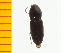  ( - Ppulp5)  @12 [ ] Copyright (2013) Unspecified Specimen depository of the Graduate School of Natural Sciences, Nagoya City University