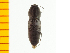  ( - Ppulp5)  @12 [ ] Copyright (2013) Unspecified Specimen depository of the Graduate School of Natural Sciences, Nagoya City University