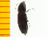 ( - Ppulp3)  @12 [ ] Copyright (2013) Unspecified Specimen depository of the Graduate School of Natural Sciences, Nagoya City University