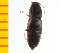  ( - Ppulp3)  @12 [ ] Copyright (2013) Unspecified Specimen depository of the Graduate School of Natural Sciences, Nagoya City University