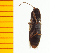 ( - Pvag3)  @12 [ ] Copyright (2013) Unspecified Specimen depository of the Graduate School of Natural Sciences, Nagoya City University