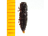  ( - Mcetc5)  @12 [ ] Copyright (2013) Unspecified Specimen depository of the Graduate School of Natural Sciences, Nagoya City University