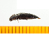  ( - Mcetc5)  @13 [ ] Copyright (2013) Unspecified Specimen depository of the Graduate School of Natural Sciences, Nagoya City University