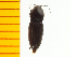  ( - Ppulp4)  @13 [ ] Copyright (2013) Unspecified Specimen depository of the Graduate School of Natural Sciences, Nagoya City University