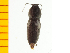 ( - Ppulp4)  @13 [ ] Copyright (2013) Unspecified Specimen depository of the Graduate School of Natural Sciences, Nagoya City University