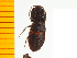  ( - Atsmt1)  @12 [ ] Copyright (2013) Unspecified Specimen depository of the Graduate School of Natural Sciences, Nagoya City University