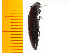  ( - Mcrir3)  @12 [ ] Copyright (2013) Unspecified Specimen depository of the Graduate School of Natural Sciences, Nagoya City University
