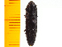  ( - Mcrir3)  @12 [ ] Copyright (2013) Unspecified Specimen depository of the Graduate School of Natural Sciences, Nagoya City University