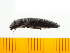  ( - Mcrir3)  @13 [ ] Copyright (2013) Unspecified Specimen depository of the Graduate School of Natural Sciences, Nagoya City University