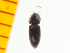  ( - Okan1)  @13 [ ] Copyright (2013) Unspecified Specimen depository of the Graduate School of Natural Sciences, Nagoya City University