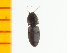  ( - Okan1)  @12 [ ] Copyright (2013) Unspecified Specimen depository of the Graduate School of Natural Sciences, Nagoya City University