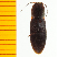  ( - Hbru14)  @12 [ ] Copyright (2013) Unspecified Specimen depository of the Graduate School of Natural Sciences, Nagoya City University