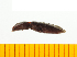  ( - Hbru14)  @13 [ ] Copyright (2013) Unspecified Specimen depository of the Graduate School of Natural Sciences, Nagoya City University