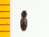  ( - Ooza1)  @12 [ ] Copyright (2013) Unspecified Specimen depository of the Graduate School of Natural Sciences, Nagoya City University